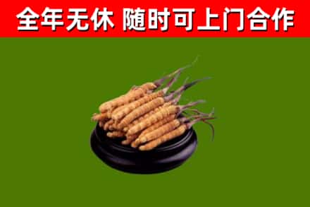 肇庆市回收冬虫夏草